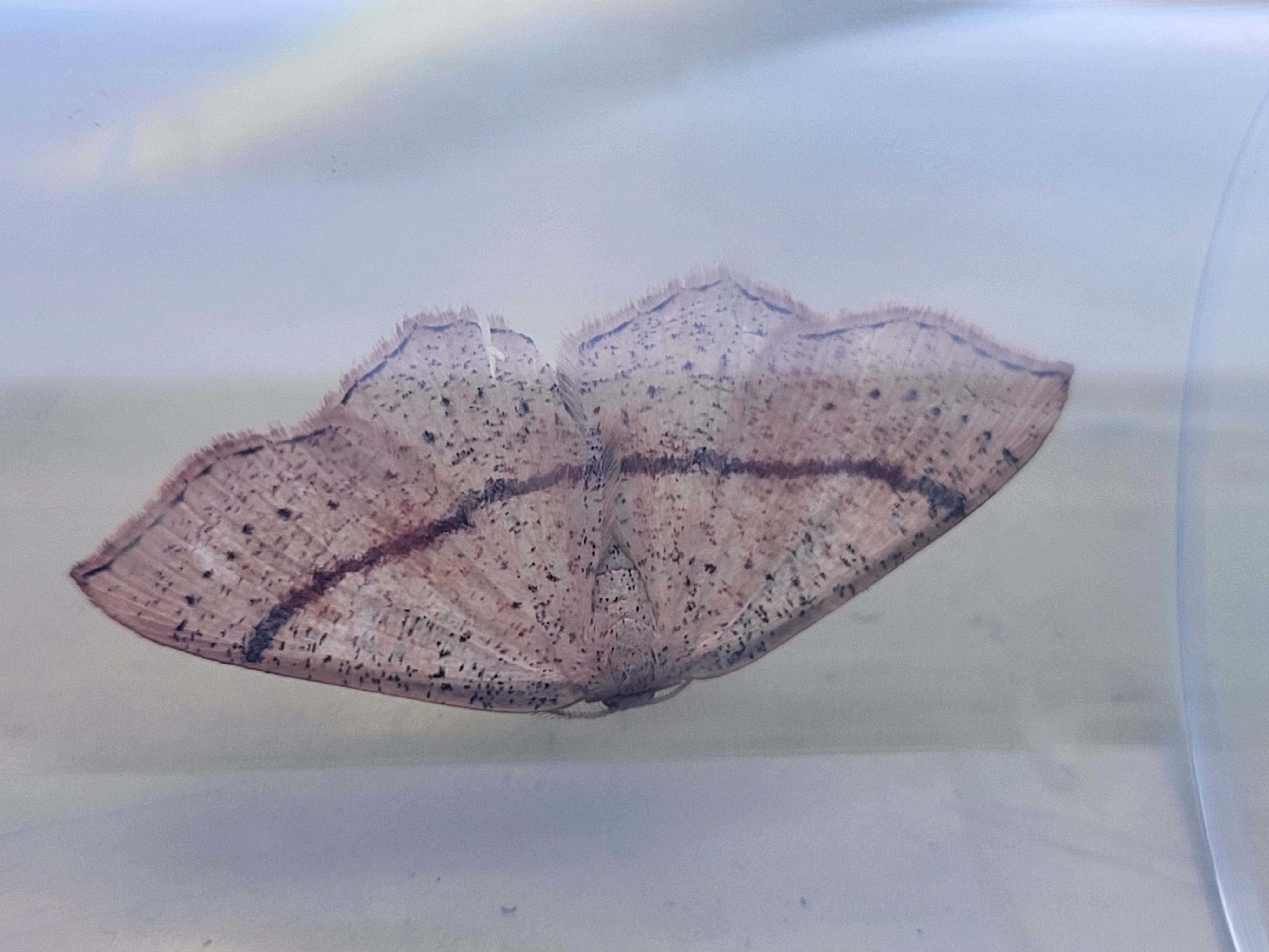 Photo of Maiden's Blush (Cyclophora punctaria)